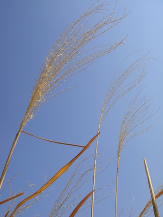 a0167803_11181558.jpg