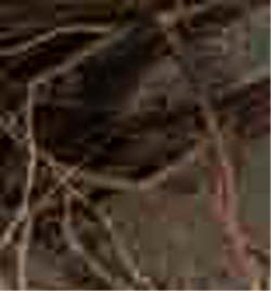 e0103408_16502033.jpg