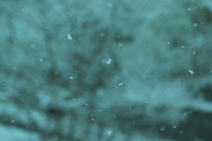 e0089532_1042582.jpg
