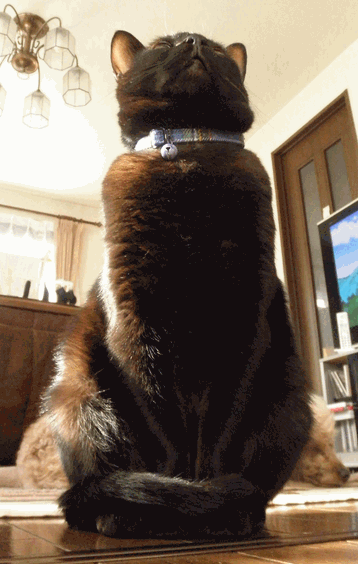 c0136736_220660.gif