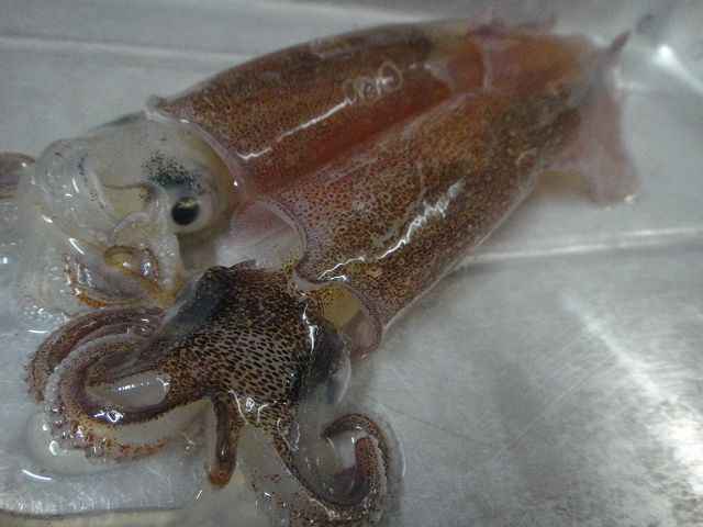 f0208737_943888.jpg
