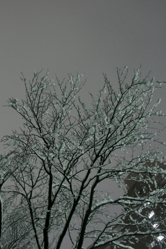 a0185693_19504060.jpg