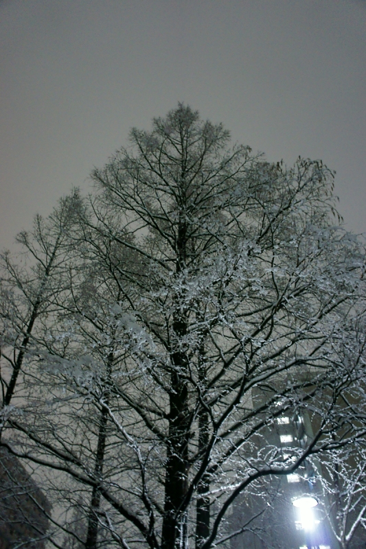 a0185693_1951383.jpg