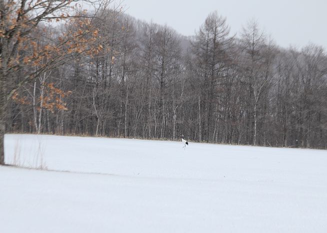 c0155902_2145259.jpg