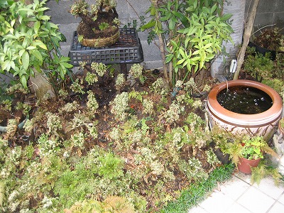 a0188405_15543149.jpg