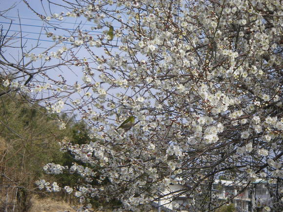 e0181260_2043172.jpg