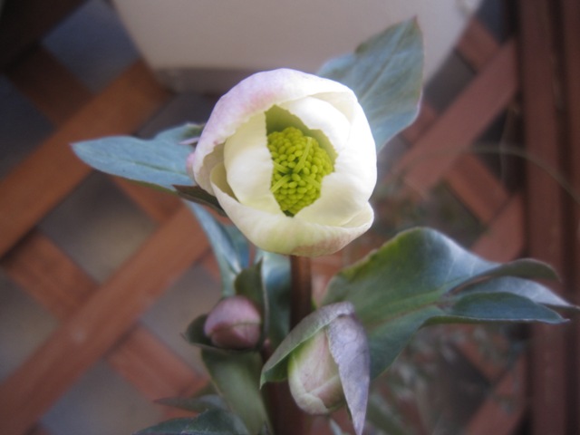 c0202870_22222534.jpg