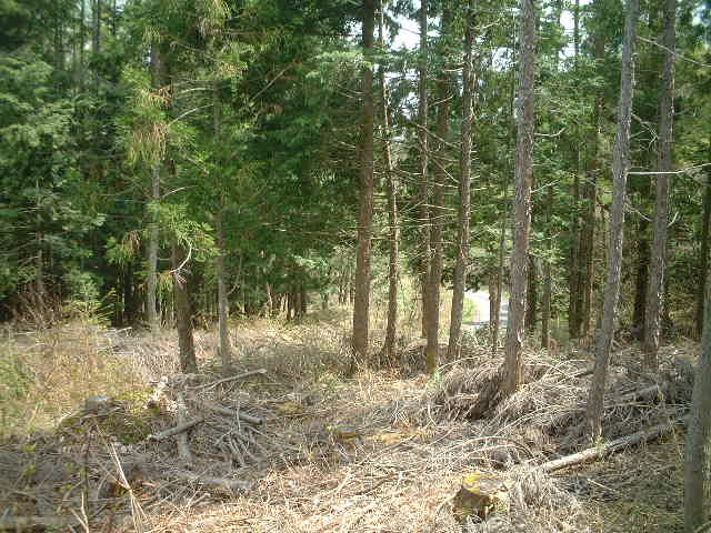 d0065484_0474618.jpg