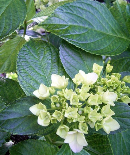 e0043700_23934100.jpg