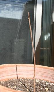 f0187704_16182319.jpg