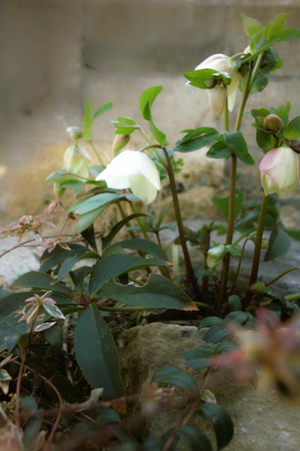 c0227239_17493294.jpg