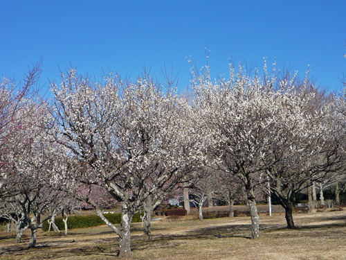 b0045357_10182792.jpg