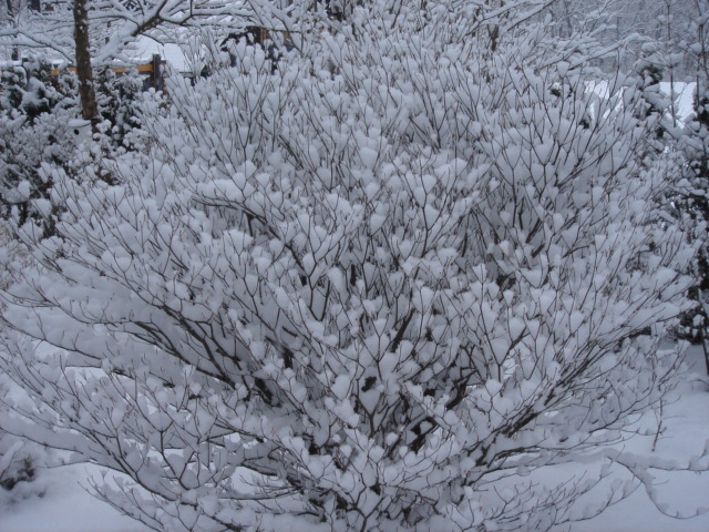 e0151566_10341332.jpg