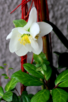 f0041606_1650436.jpg