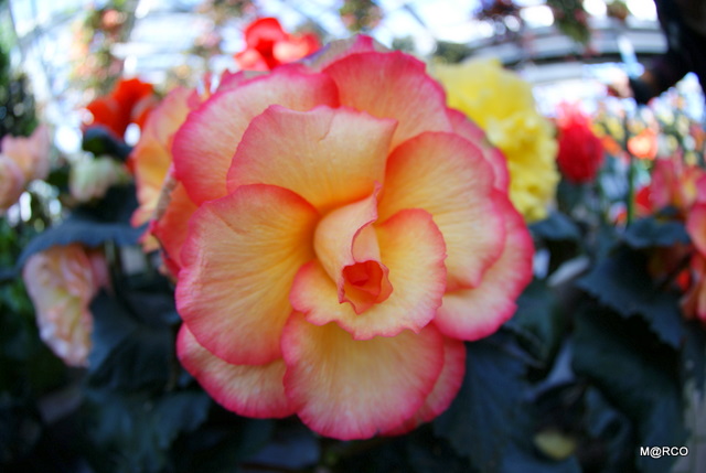 c0037611_1223899.jpg