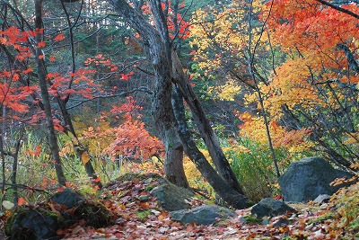 e0219011_131985.jpg