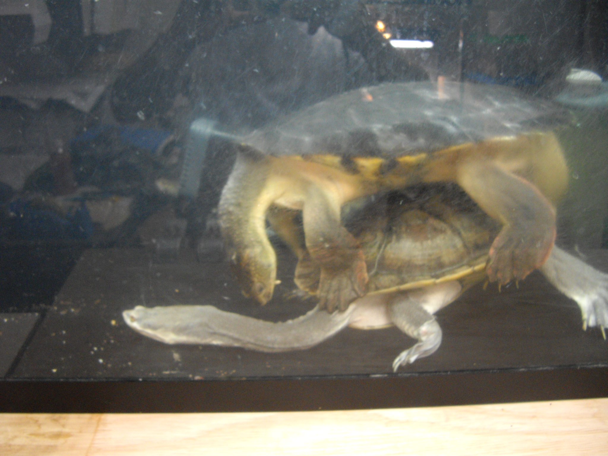 e0119439_233325.jpg