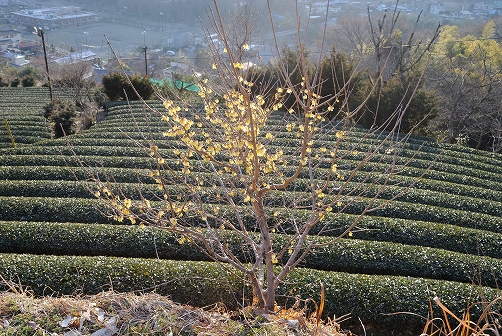 a0048040_21142196.jpg