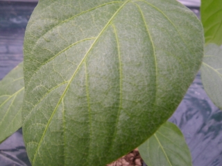 f0055264_147259.jpg