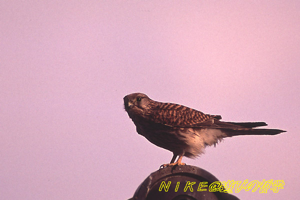 e0000968_1034620.jpg
