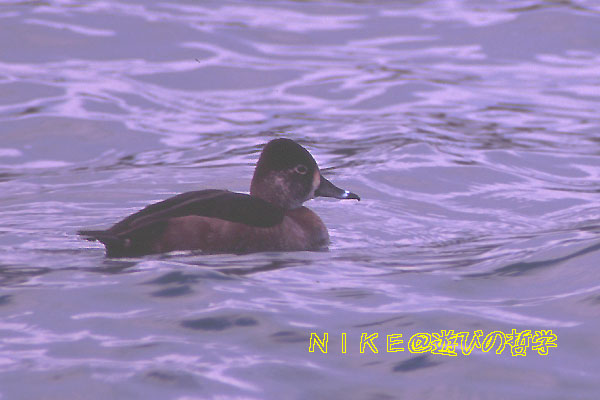 e0000968_1414234.jpg
