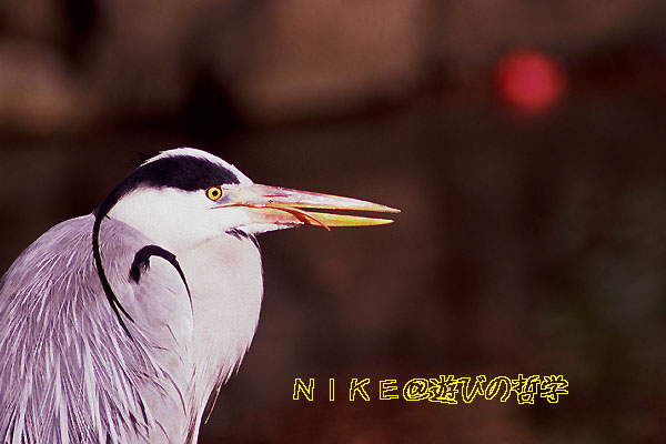 e0000968_1481121.jpg