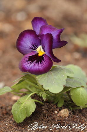 d0001008_151932100.jpg