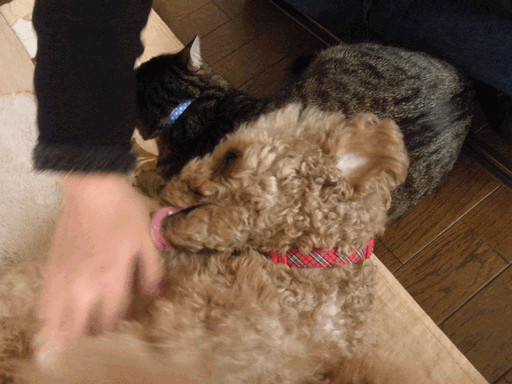 c0136736_2144512.gif
