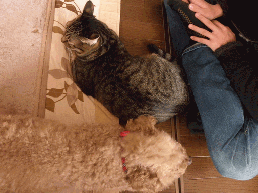 c0136736_2145960.gif