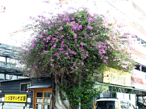 b0101263_16254116.gif