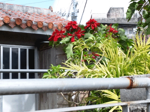 b0101263_16275074.gif