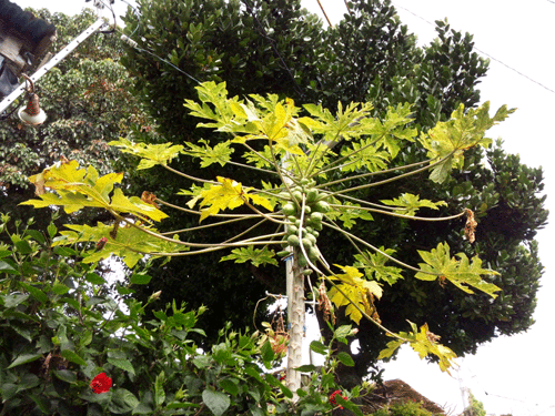 b0101263_16363383.gif