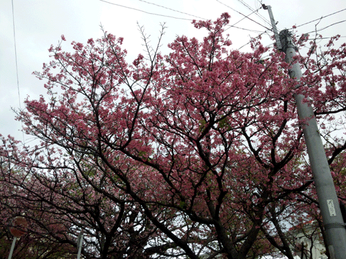 b0101263_1640395.gif