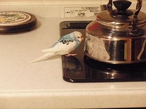 c0135363_3124712.jpg