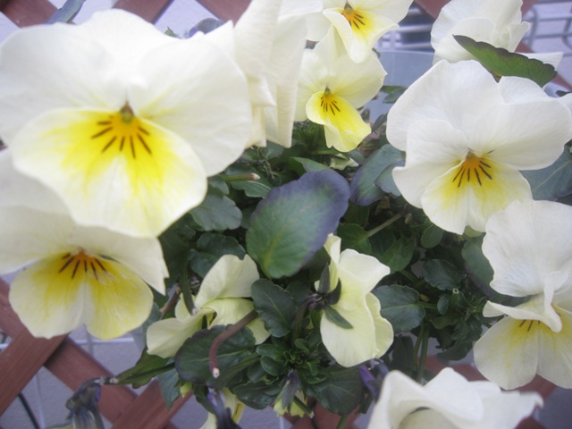 c0202870_8512822.jpg
