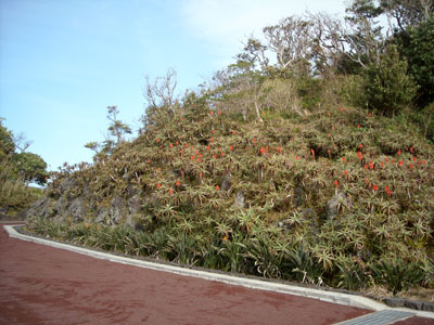 e0097770_16333014.jpg