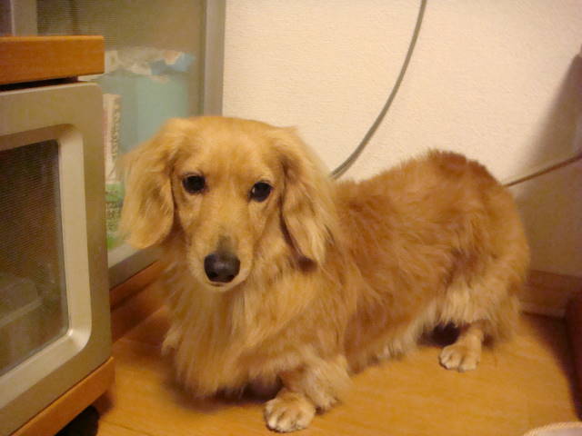 d0098295_0181845.jpg