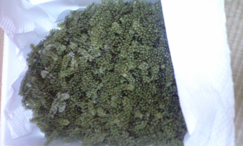 d0039524_14122471.jpg