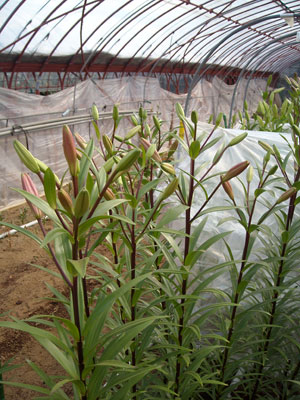 e0097770_23144242.jpg