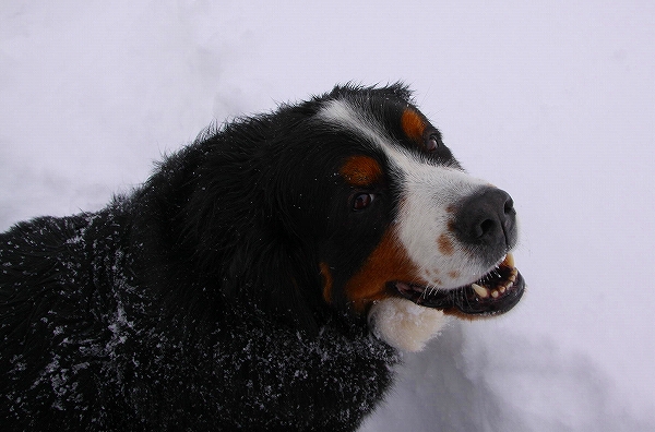 c0149178_1122217.jpg