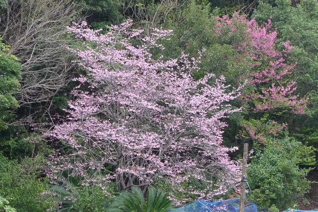 b0115085_10455548.jpg