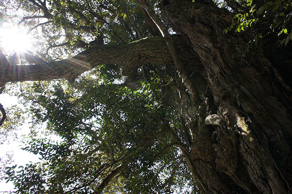 f0007926_11585741.jpg