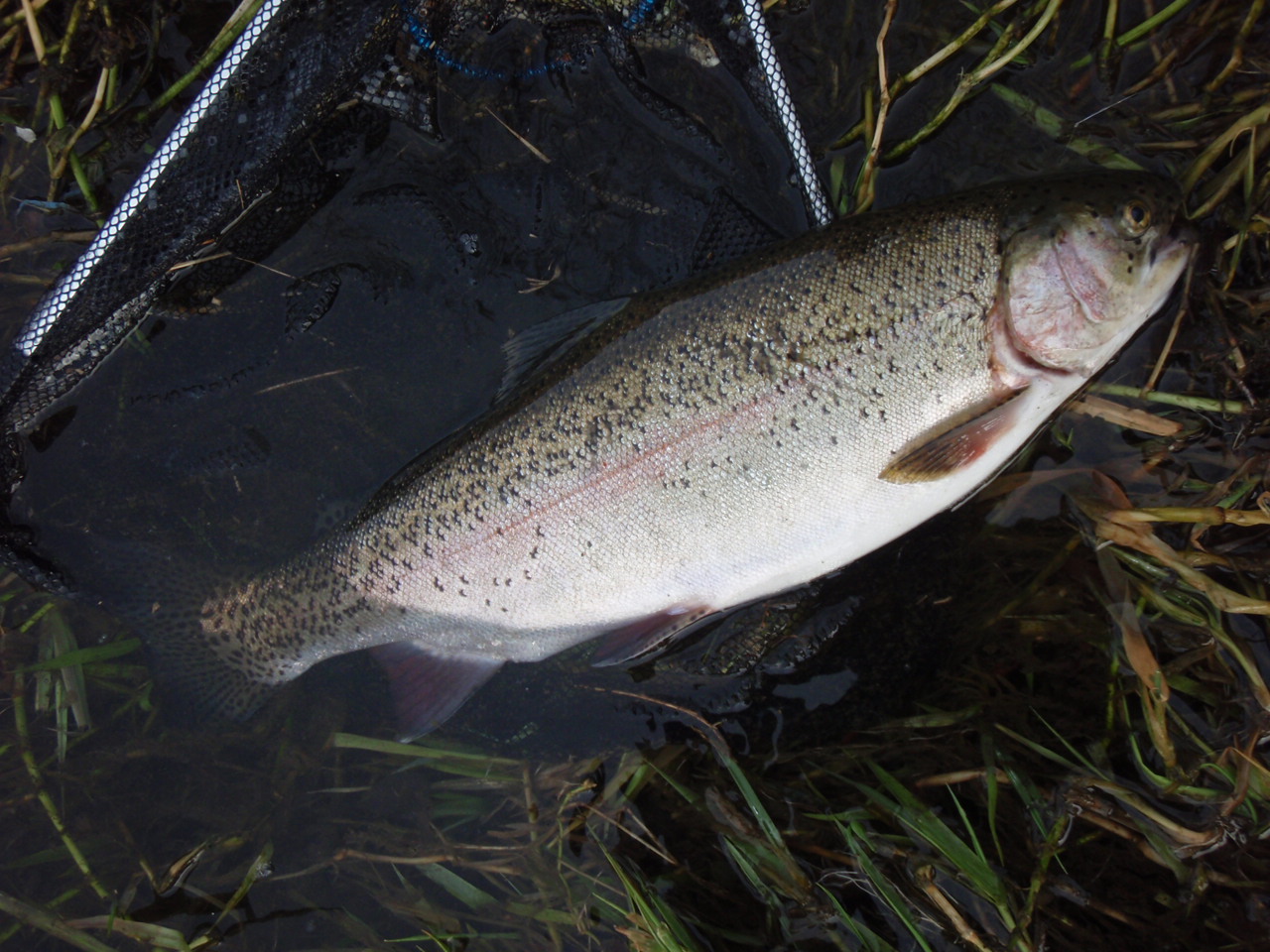 d0083145_22172852.jpg