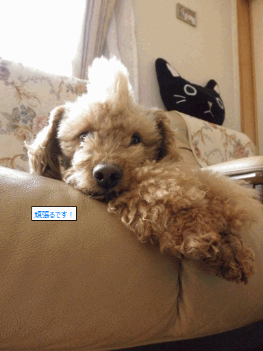 c0136736_12542154.gif