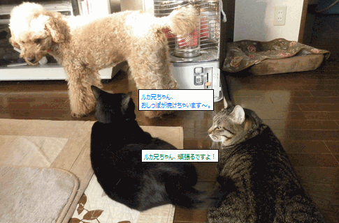 c0136736_12574788.gif