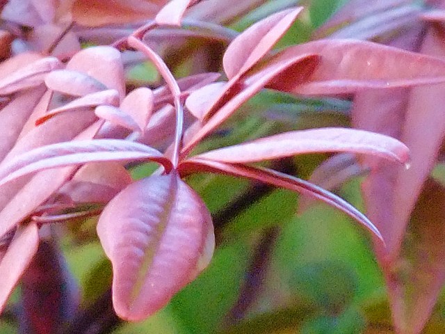 e0206242_729119.jpg