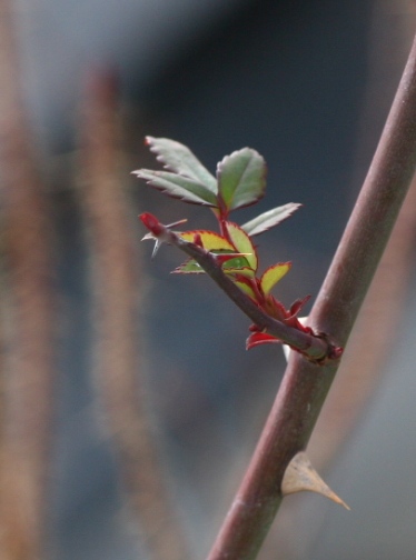 c0186463_1262519.jpg