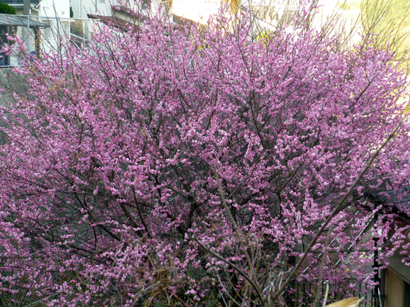 c0125283_18293026.jpg
