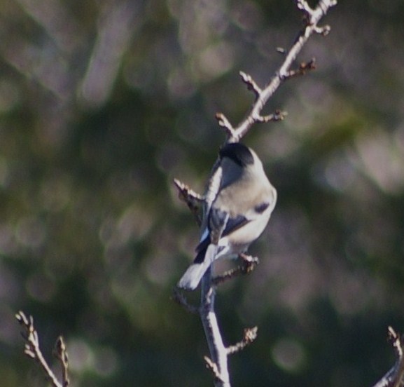 e0197884_22372582.jpg