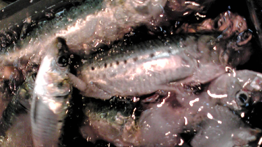 f0084695_15201939.jpg